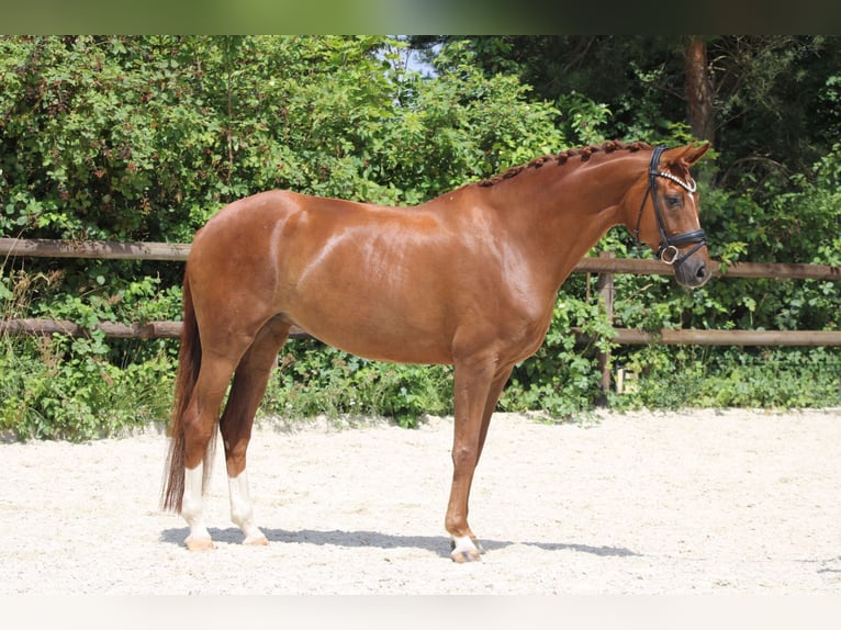 Hanoverian Mare 8 years 16,3 hh Chestnut-Red in Griesheim