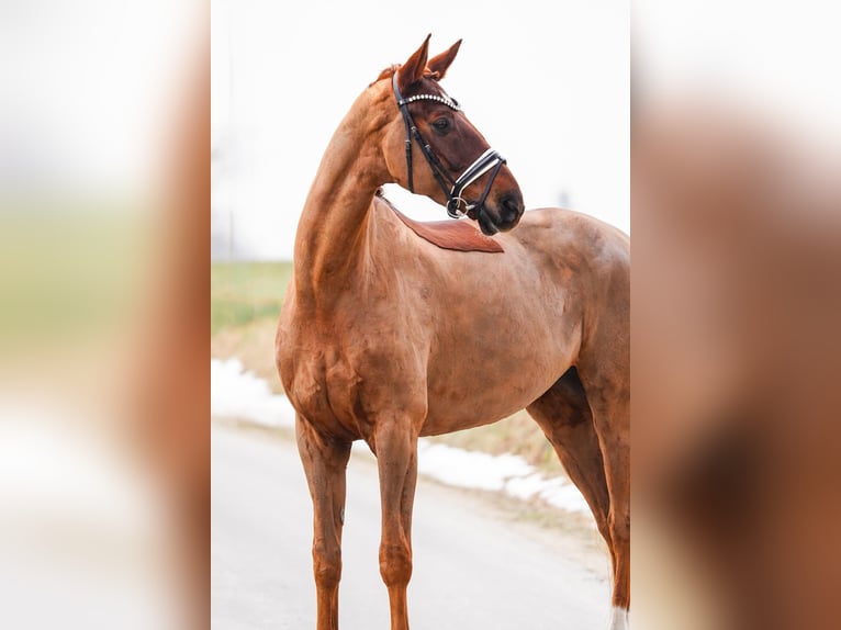 Hanoverian Mare 8 years 17.1 hh Chestnut in Gleichen
