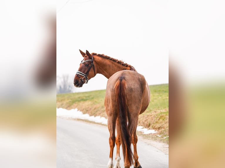 Hanoverian Mare 8 years 17.1 hh Chestnut in Gleichen