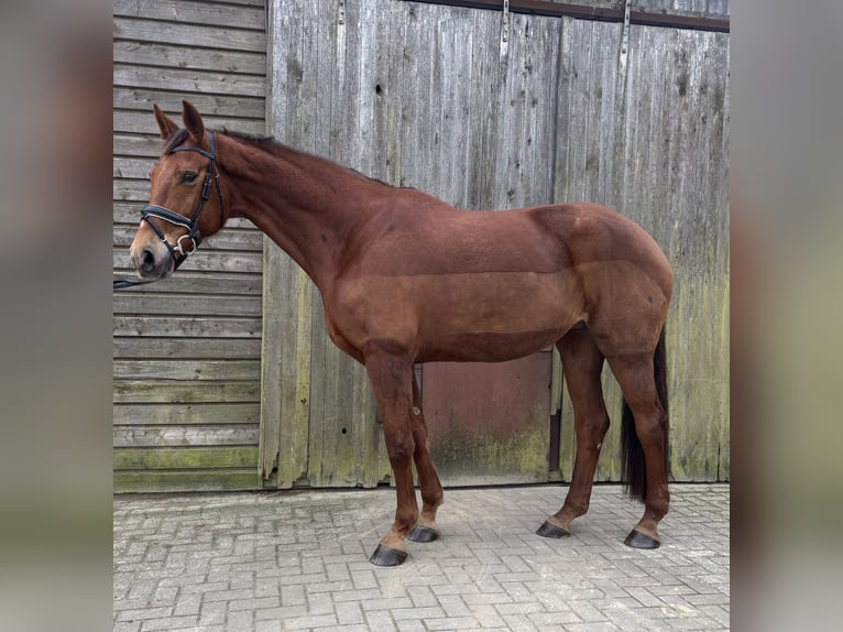 Hanoverian Mare 8 years 17,1 hh Chestnut in HUxfeld