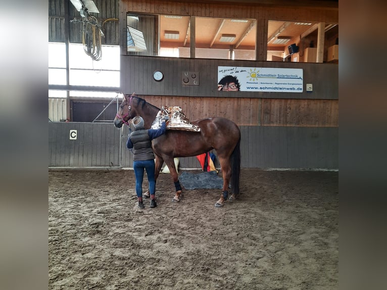 Hanoverian Mare 8 years 17,1 hh Chestnut in HUxfeld