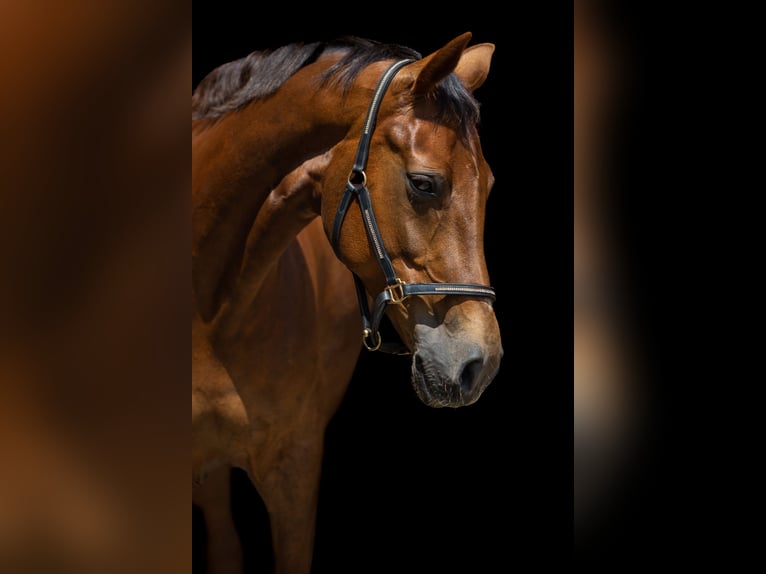 Hanoverian Mare 8 years 17,1 hh Chestnut in HUxfeld