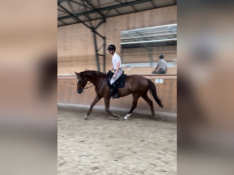 Hanoverian Mare 8 years 17,1 hh Chestnut-Red in Burgstädt