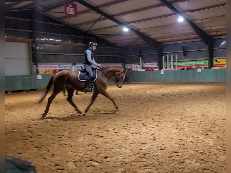 Hanoverian Mare 8 years 17,1 hh Chestnut-Red in Burgstädt