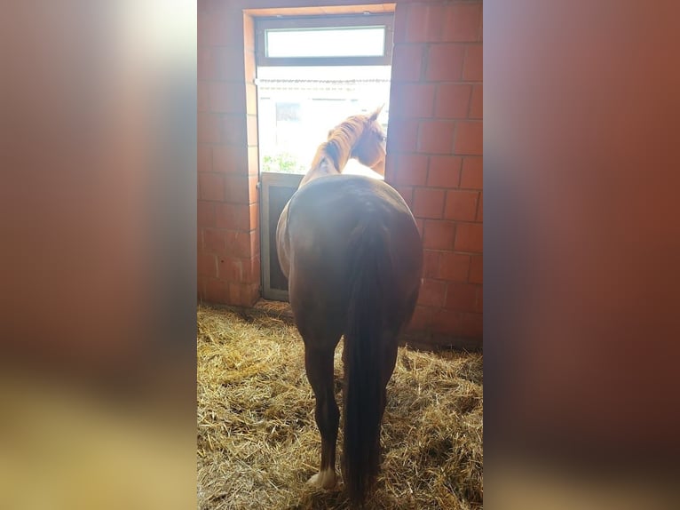 Hanoverian Mare 8 years 17,1 hh Chestnut-Red in Burgstädt