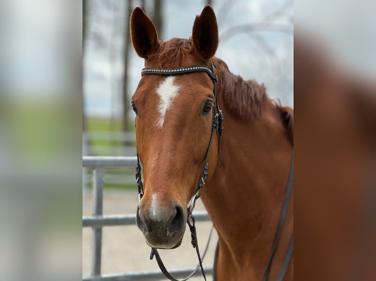 Hanoverian Mare 8 years 17,1 hh Chestnut-Red in Burgstädt