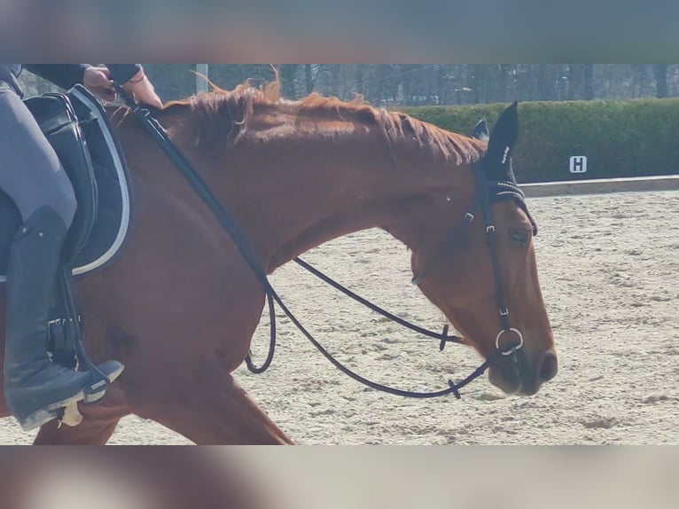 Hanoverian Mare 8 years 17,1 hh Chestnut-Red in Burgstädt