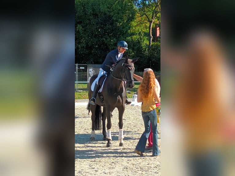 Hanoverian Mare 8 years 17 hh Black in Einbeck