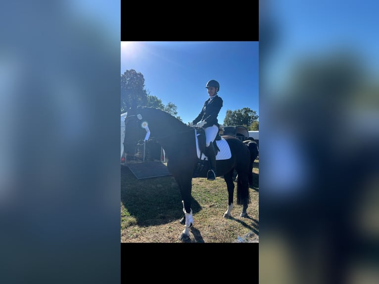 Hanoverian Mare 8 years 17 hh Black in Einbeck