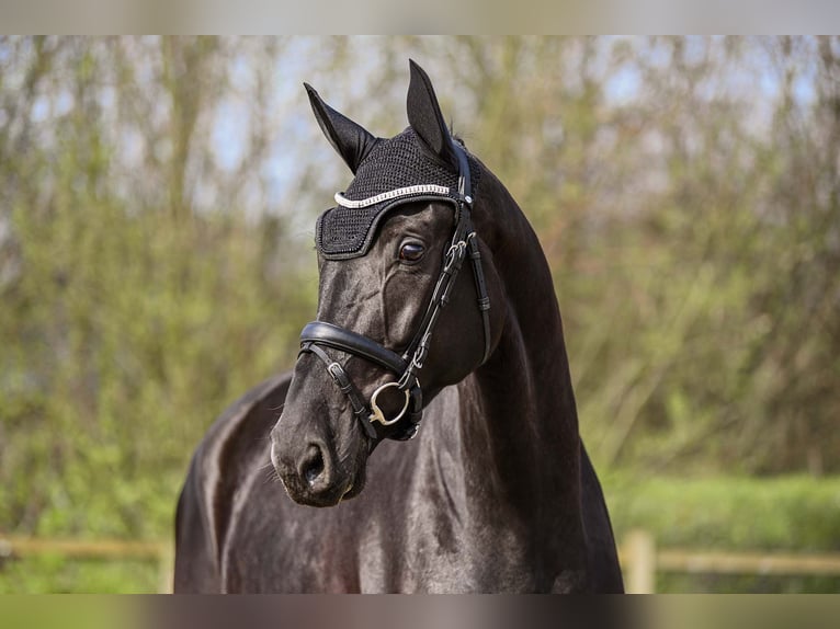 Hanoverian Mare 8 years 17 hh Black in Riedstadt