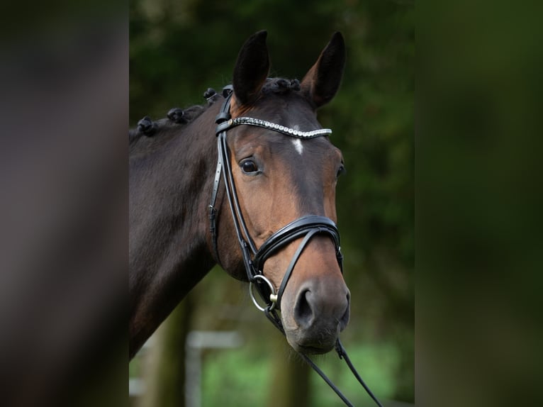 Hanoverian Mare 8 years 17 hh Brown in Hohenahr