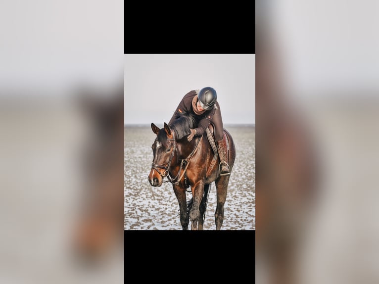 Hanoverian Mare 8 years 17 hh Brown in Ehra-Lessien