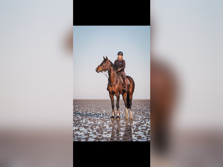 Hanoverian Mare 8 years 17 hh Brown in Ehra-Lessien