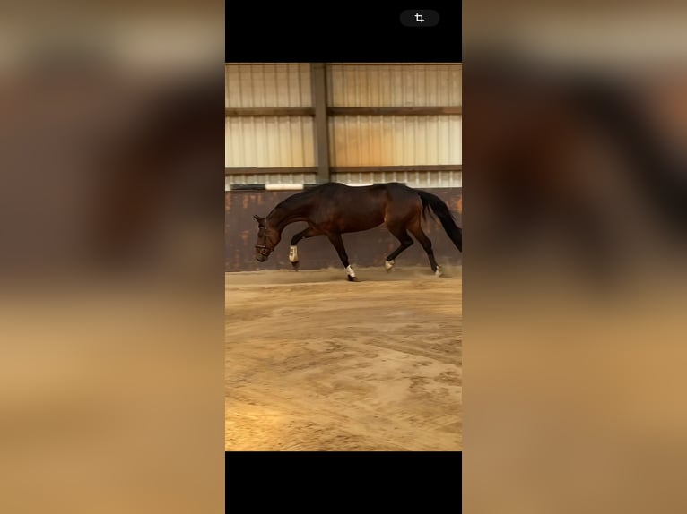 Hanoverian Mare 8 years 17 hh Brown in Molsberg