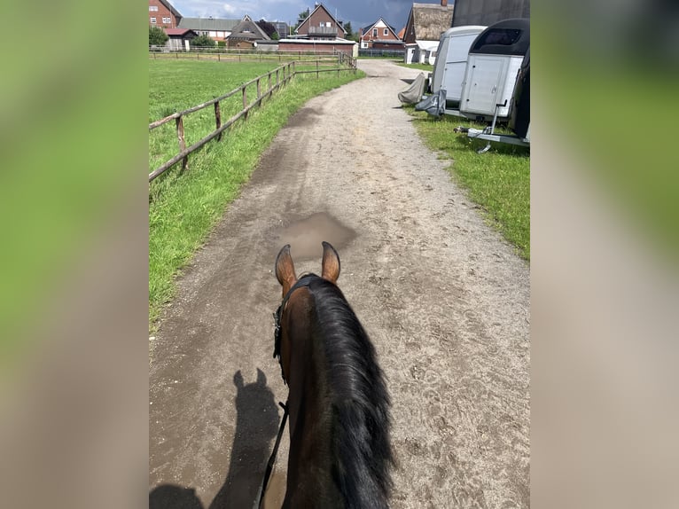 Hanoverian Mare 8 years 17 hh Brown in Hamburg Stellingen