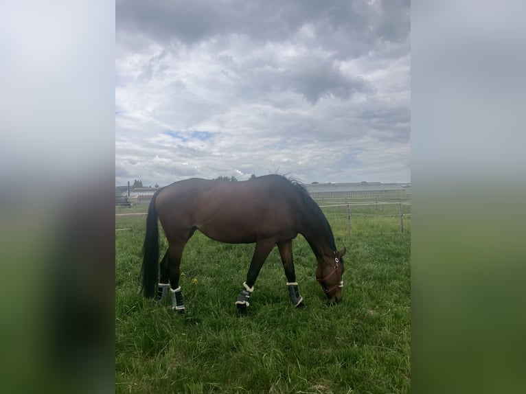 Hanoverian Mare 8 years 17 hh Brown in Hamburg Stellingen