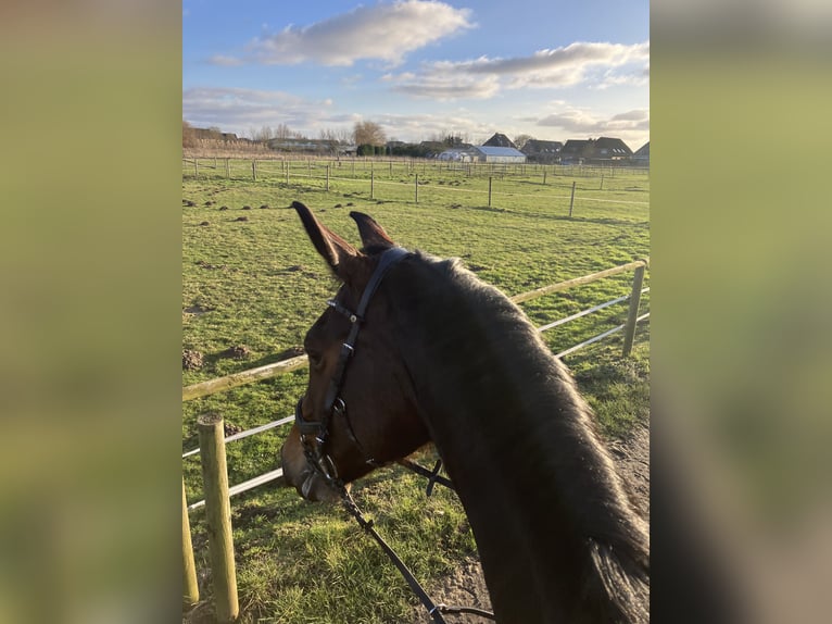 Hanoverian Mare 8 years 17 hh Brown in Hamburg