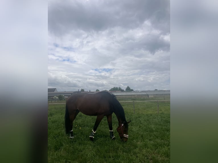 Hanoverian Mare 8 years 17 hh Brown in Hamburg