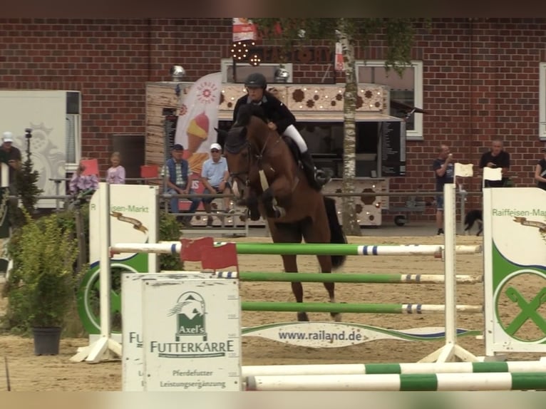 Hanoverian, Mare, 8 years, 17 hh, Brown