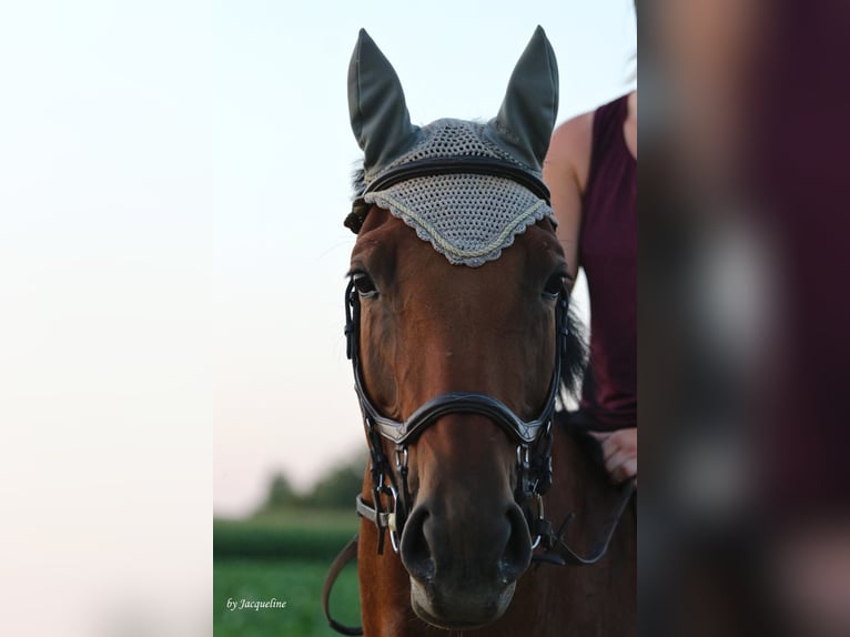 Hanoverian Mare 8 years 17 hh Brown in Sachsenheim