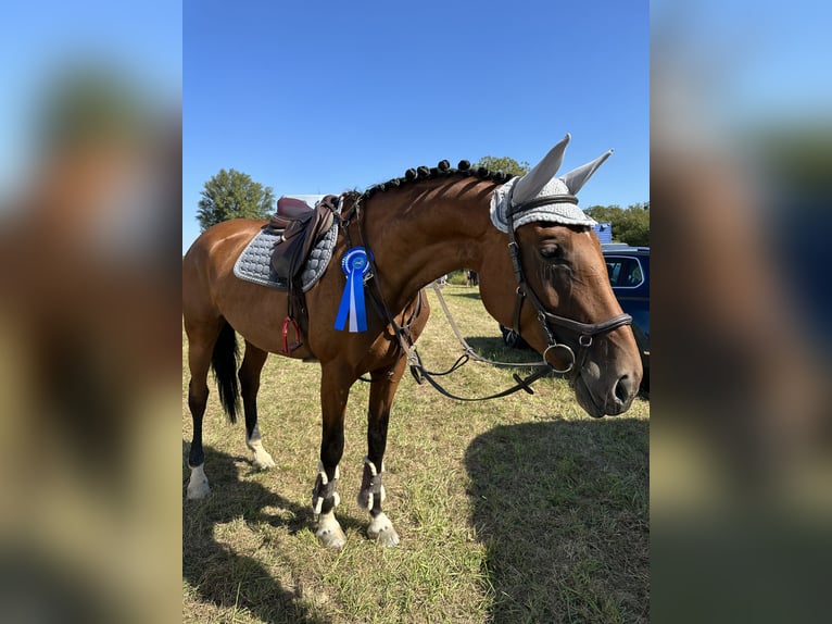 Hanoverian Mare 8 years 17 hh Brown in Sachsenheim