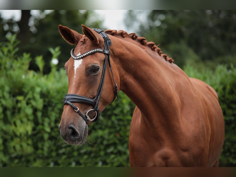 Hanoverian Mare 8 years 17 hh Chestnut-Red in Ahaus