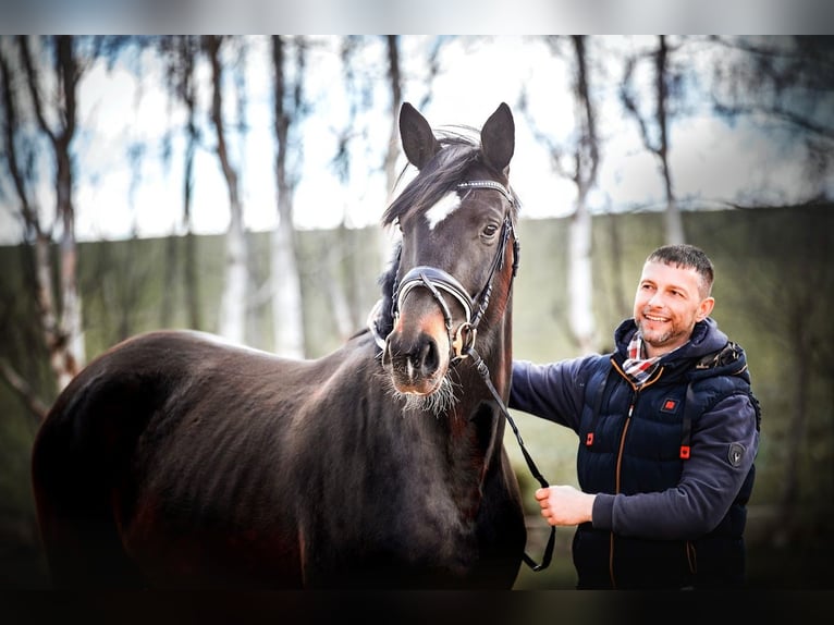 Hanoverian Mare 8 years 17 hh in Burgstädt