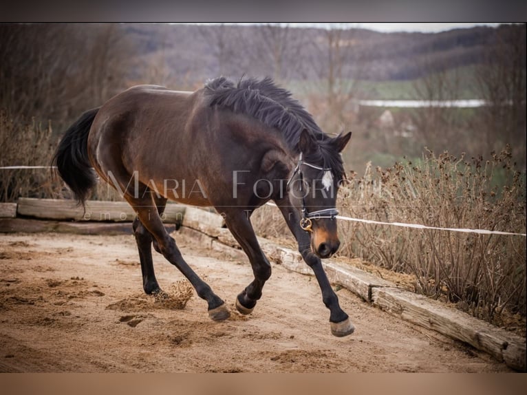 Hanoverian Mare 8 years 17 hh in Burgstädt