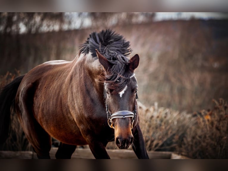 Hanoverian Mare 8 years 17 hh in Burgstädt