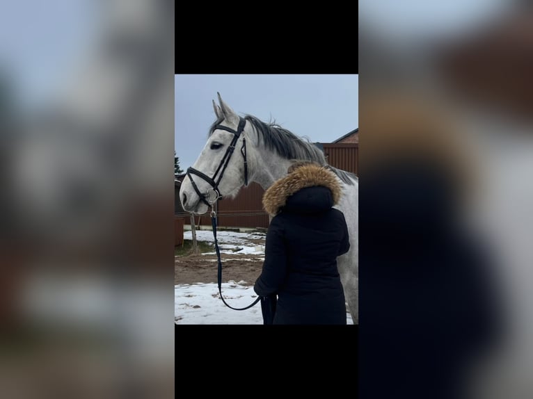Hanoverian Mare 8 years 17 hh Gray in Uelzen