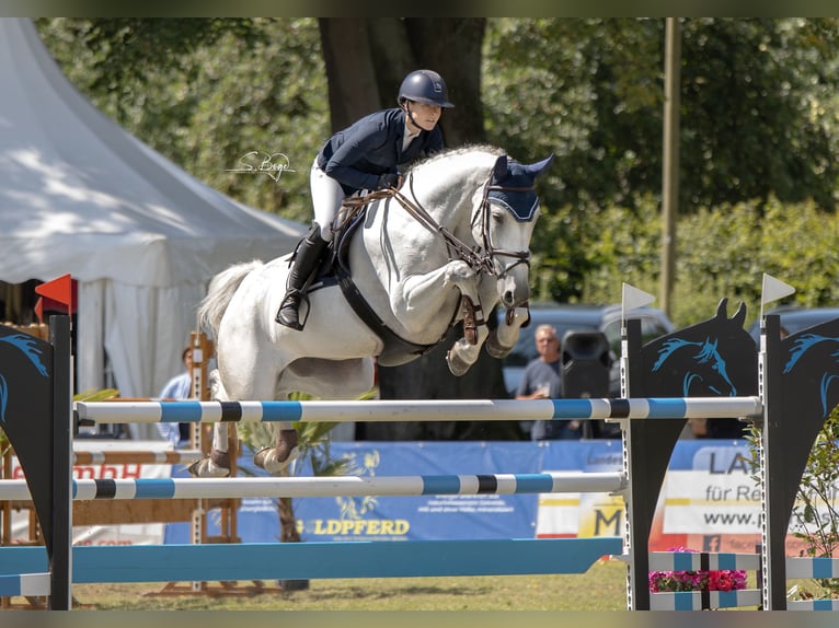 Hanoverian Mare 8 years 17 hh Gray in Gägelow