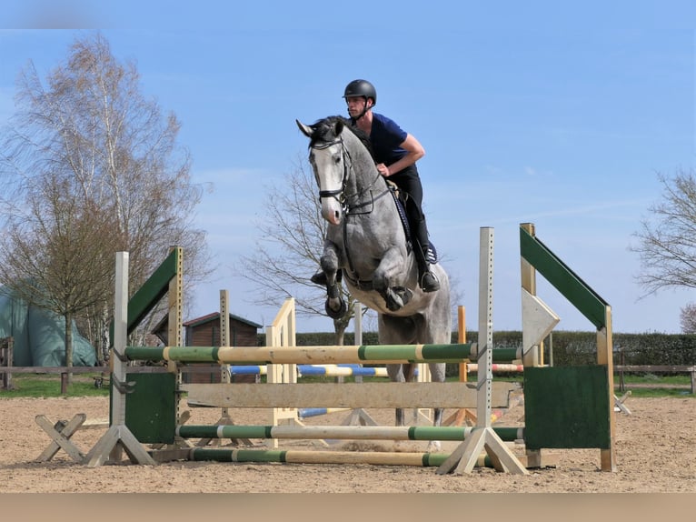 Hanoverian Mare 8 years 17 hh Grey in Wedemark
