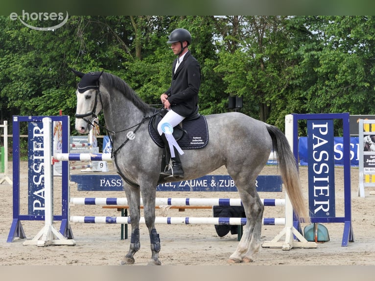 Hanoverian Mare 8 years 17 hh Grey in Wedemark