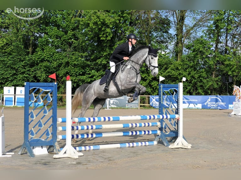 Hanoverian Mare 8 years 17 hh Grey in Wedemark