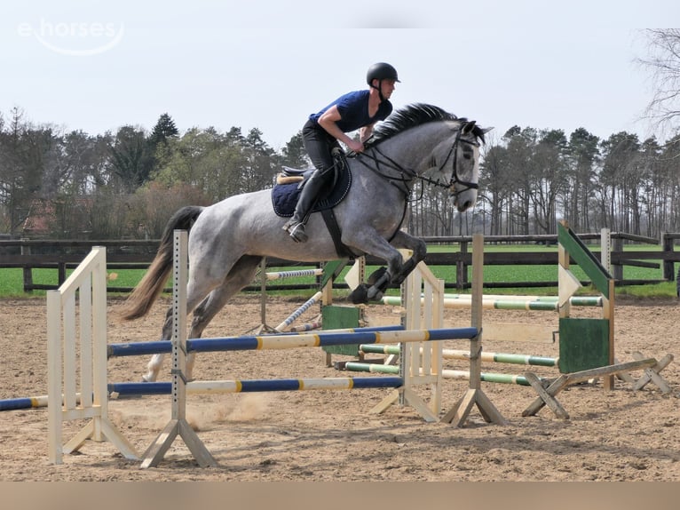 Hanoverian Mare 8 years 17 hh Grey in Wedemark
