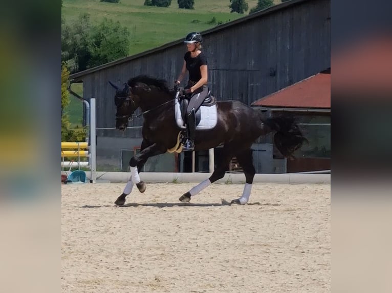 Hanoverian Mare 8 years 17,1 hh Black in Schlatt