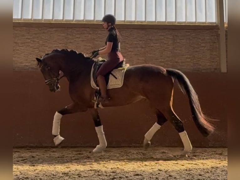 Hanoverian Mare 8 years 17,2 hh Brown in Wehringen