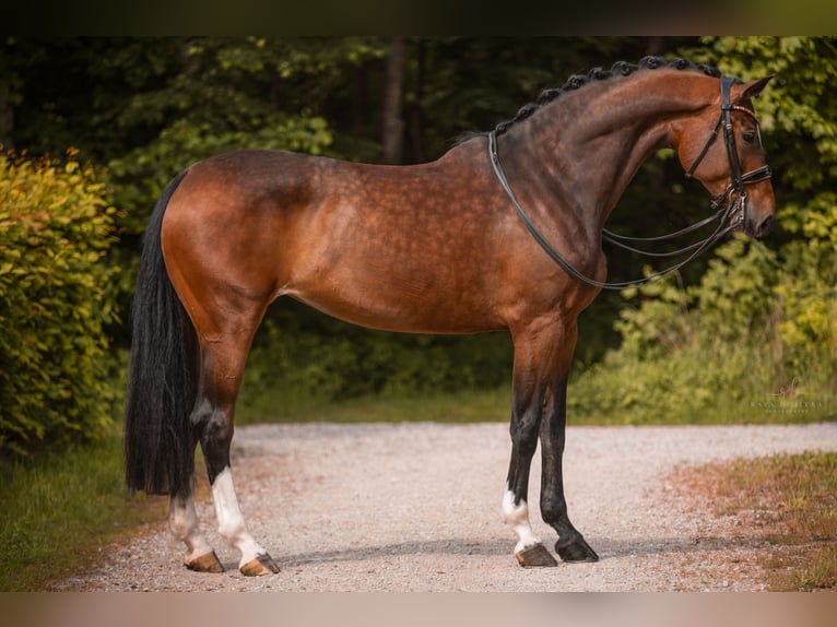 Hanoverian Mare 8 years 17,2 hh Brown in Wehringen