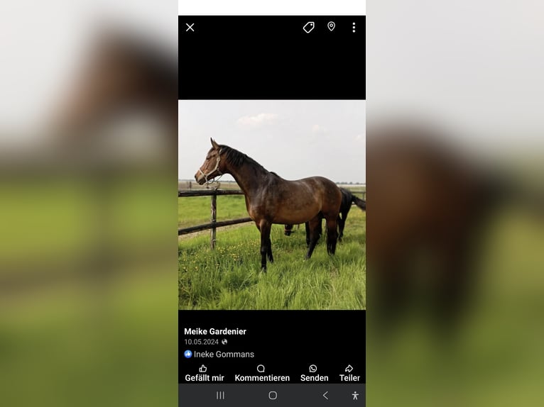 Hanoverian Mare 8 years 17,3 hh Brown in Selfkant