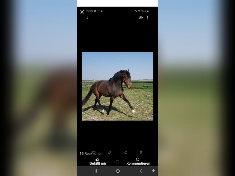 Hanoverian Mare 8 years 17,3 hh Brown in Selfkant