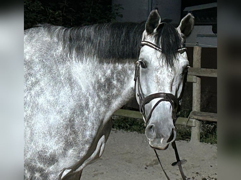 Hanoverian Mare 8 years 18 hh Grey in Hückelhoven