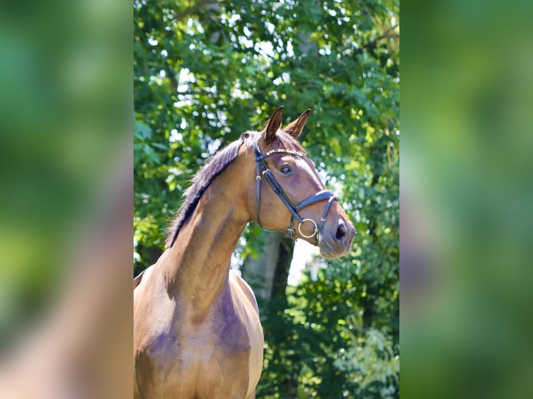 Hanoverian Mare 8 years 18,1 hh Brown in Börrstadt