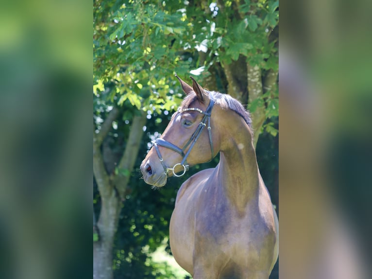 Hanoverian Mare 8 years 18,1 hh Brown in Börrstadt