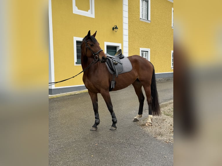Hanoverian Mare 8 years Brown in Neuhofen An Der Ybbs
