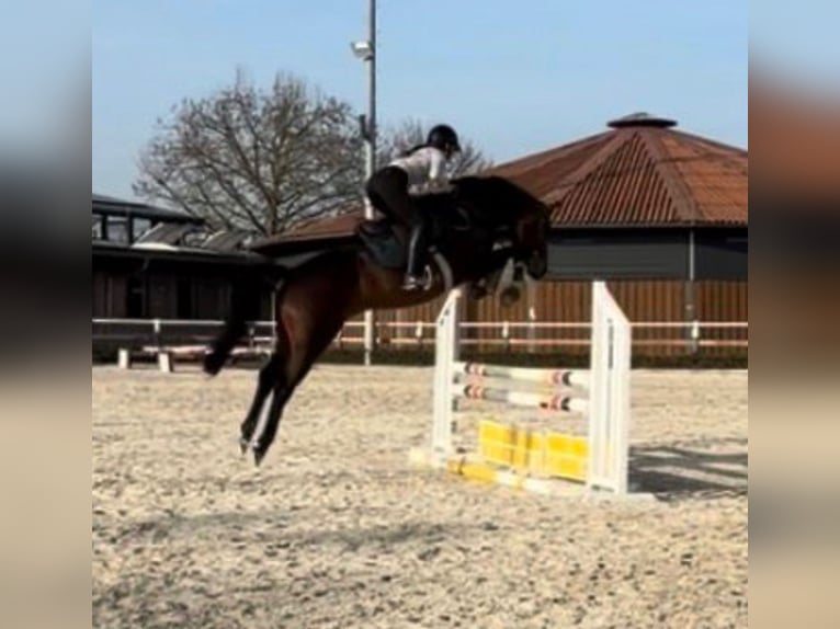 Hanoverian Mare 8 years Brown in Frankfurt am Main