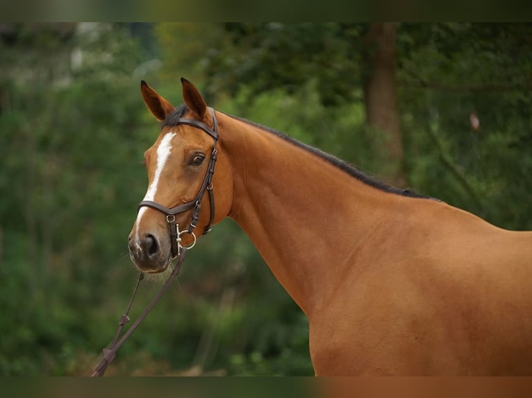 Hanoverian Mare 8 years Brown in St. Josefen