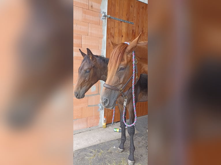 Hanoverian Mare 8 years Chestnut-Red in Mirow