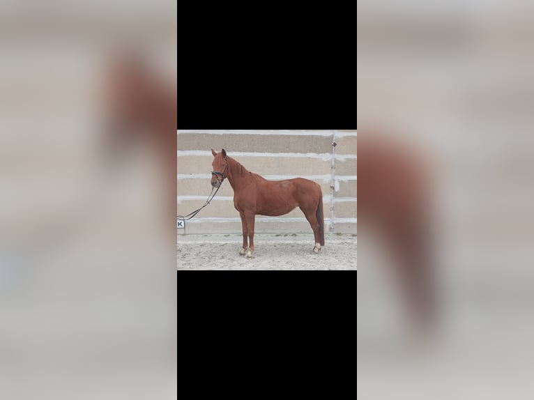 Hanoverian Mare 8 years Chestnut-Red in Mirow