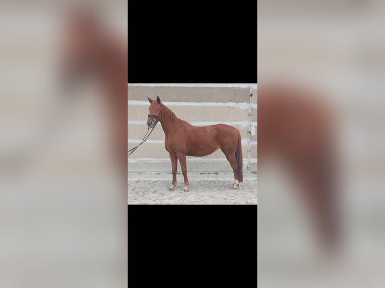 Hanoverian Mare 8 years Chestnut-Red in Mirow