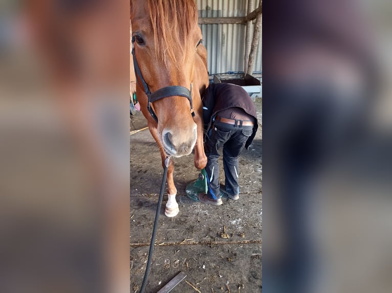 Hanoverian Mare 8 years Chestnut-Red in Mirow